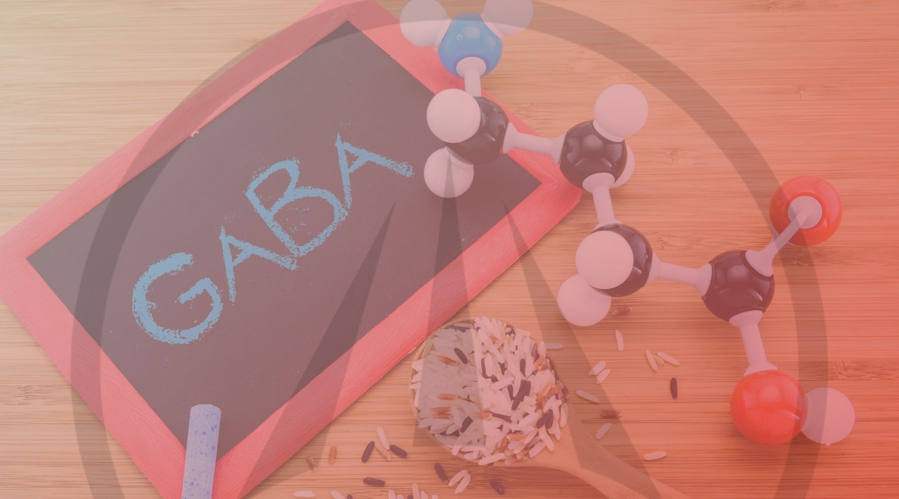 GABA and Your Brain