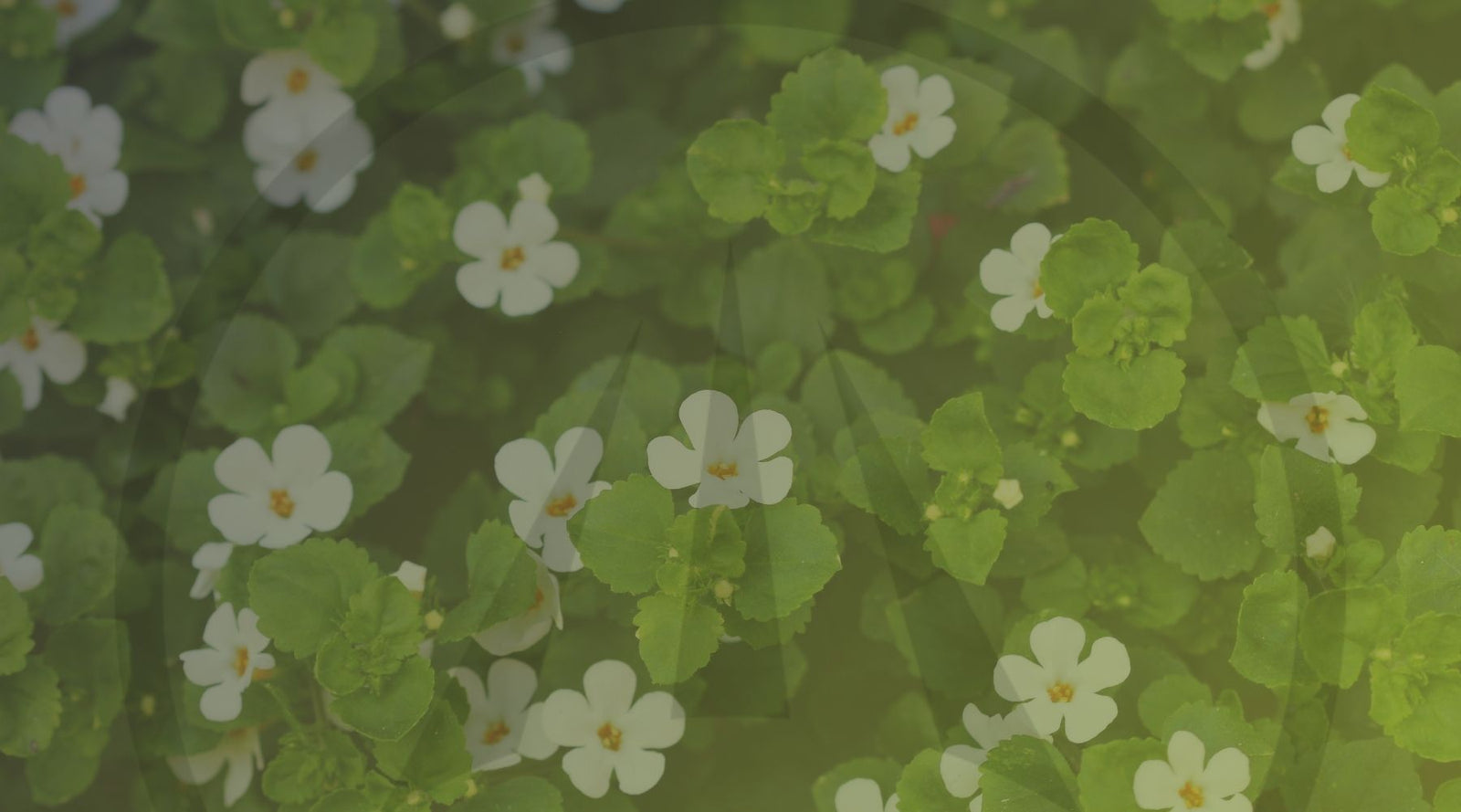 Improve Memory, Intellect, and Attention with This Herb