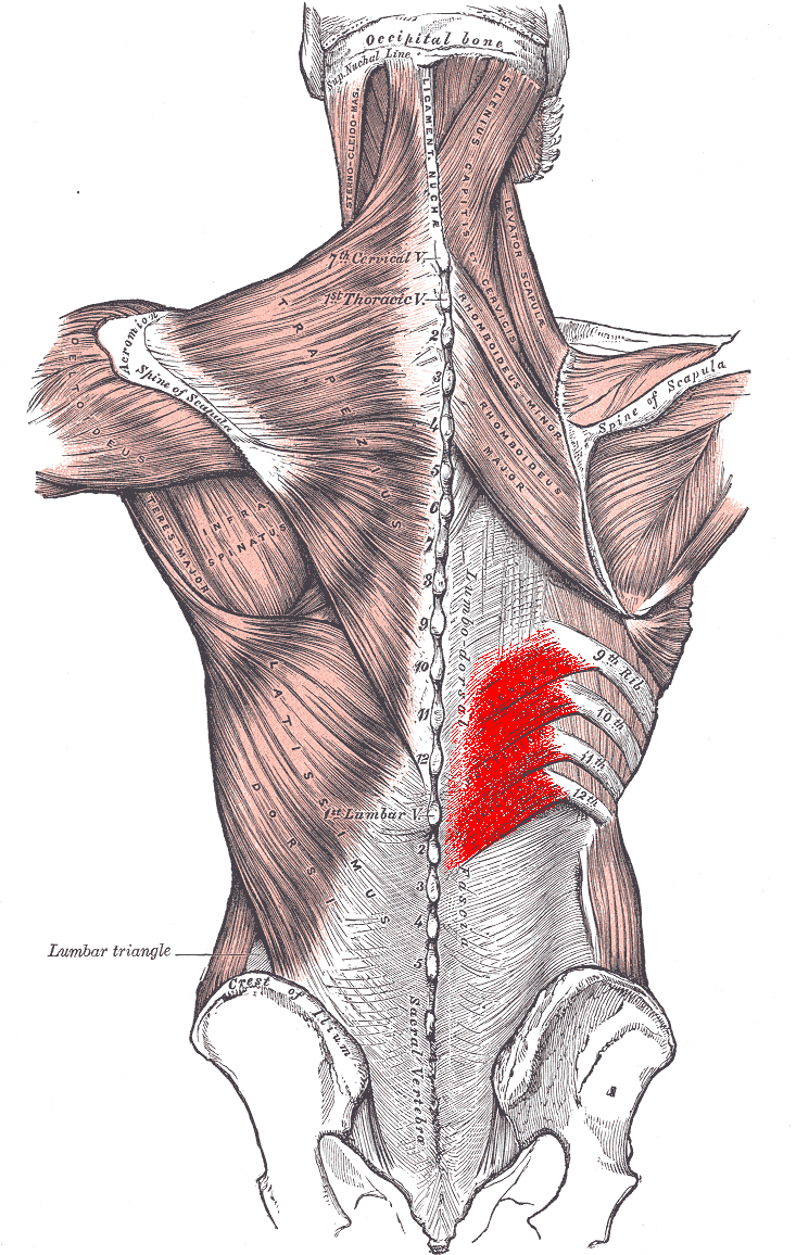 Why Do Muscles Cause Pain?